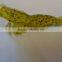 shrimp soft fishing lure with salt,freshwater soft lure SH001