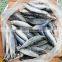 Block Frozen HACCP Mackerel Fish