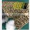 Dog Clothes Spring Summer Leopard Print Shirt Fashion Teddy Dog Schnauzer Pomeranian Corgi Pet Clothing