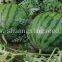 Early matured yellow flesh hybrid watermelon seeds Small Phoenix