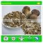 Wild boletus mushrooms price bulk porcini supplier