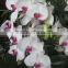 High quality decorative fresh flower orchid import orchid flower