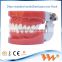High quality teeth model set/human teeth model/dental model trimmer