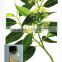 Pure Eucalyptus Oil extract Price Msds Specialized Manufacturer