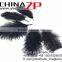 ZPDECOR No.1 Supplier in China Size From 6''-8'' Factory Exporting Wholesale Fashion Dyed Black Ostrich Feathers Plume