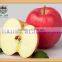 bulk Fresh organic red Fuji apple exporter