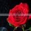 Fresh cut muticolor rose flower