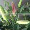 Kunming romantic lily flower bridal bouquet perfume lily flower wholesale price