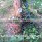 Cambodia hot sale pepper irrigation system