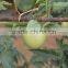 Natural Color and Green Color Vineyard Paper Twisted Wire Rope