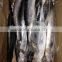 Seafood WR Frozen Spanish Mackerel Fish