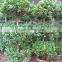 ficus microcarpa shrub tree