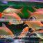 Albino Red Tail Tinfoil Barb Fish / Thailand Tropical Fish Exporter