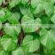 Tionospora Cordifolia