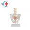 HC-S225 Anatomical Natural Human skeleton model medical teaching lumbar vertebra with large pelvis model