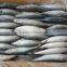 400-600G Pacific Mackerel Latin Name Scomber Japonicus
