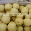 Popular 2015 fresh shandong pear