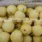 original used wholesale customizeable fresh pear
