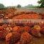price list of 5T, 10T, 20T, 100TPH palm fruit oil presser machine, palm oil presser