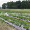 Protective Mulch Film to Cover Crops