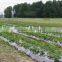 Protective Mulch Film to Cover Crops