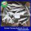 Frozen Sardine Fish For Bait And Canning