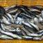 Cheap pacific sardine(Sardinops sagax) for bait