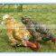 Hexagonal netting Chicken Wire hexagonal wire mesh With Green Plastic Finish