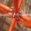 Hot Sales For Ringlock Scaffolding Standard Q345 Ringlock Scaffolding High Quality Layther Scaffolding