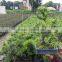 Podocarpus outdoor bonsai export wholesale