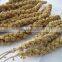 Gu sui Manufacturer Wholesale Chinese yellow/red millet sprays