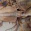 Best selling frozen dried squid for export