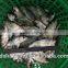 Frozen seafood Bigeye scad fish sale with size 6 - 8 pcs / kg