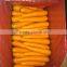 Chinese New Season Bulk Fresh Carrot