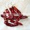 Hot sale good quality dry long American red chilli