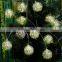 Warm White 4M 12 LED String Lighting Wedding Fairy Christmas Lights Outdoor Hollow Ball Globe Christmas Decoration Outdoor