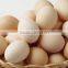 Most popular!!! industrial egg breaking machine/egg processing equipment                        
                                                Quality Choice