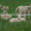 Galvanized farm field fence