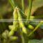 soy fiber(YP301A)