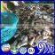 Sardines Hgt, superb quality