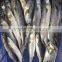 New caught W/R frozen spanish mackerel for export