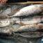 China manufactuer seafrozen bonito Bullet tuna