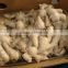 China ginger importing countries