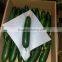 Best price Fresh Organic Cucumber