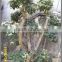 Bougainvillea glabra Live plants live bonsai
