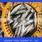 Frozen Pacific Mackerel Fish