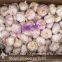 5-5.5cm Fresh Normal White Garlic In Mesh Bag Packing