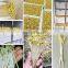 Hot selling bean sprouts machine Mung bean sprout production Soybean sprout production