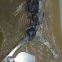 JUKI SMT Mounter feeder / feeder / feeding gun / Feeder / Stick Feeder / Stack Stick