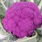 Wholesale high quality hybrid seeds for Purple cauliflower
